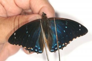 Nymphalidae Charaxes Numenens Aecuatorialis Pair From Uganda