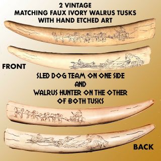 2 Fau Ivory Bakelite Matching Walrus Tusks With Dog Team & Walrus Hunter Art