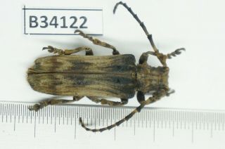 B34122 – Cerambycidae Species? Beetles,  Insects Ba Thuoc.  Thanh Hoa Vietnam