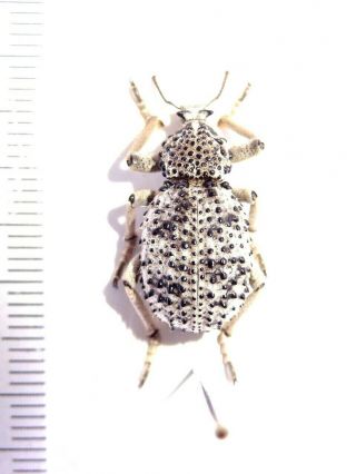 Curculionidae Brachycerus Sp.  1.  South African Rep.  Species 20 Mm