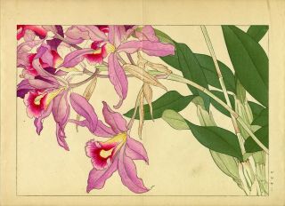 Konan Japanese Ukiyo - E Woodblock Floral Print: “laelia Orchid”