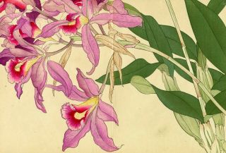 KONAN Japanese ukiyo - e woodblock floral print: “LAELIA ORCHID” 2
