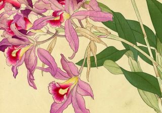 KONAN Japanese ukiyo - e woodblock floral print: “LAELIA ORCHID” 3