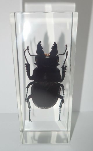 Ghost Stag Beetle Odontolabis siva Male in Clear Block Education Insect Specimen 2