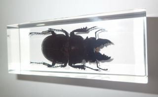 Ghost Stag Beetle Odontolabis siva Male in Clear Block Education Insect Specimen 3