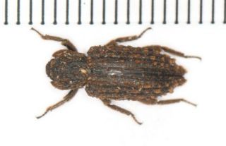 Carabidae Tenebrionidae Beetle Coleoptera Yunnan (24)