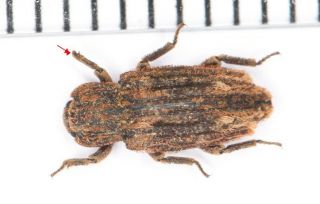 Carabidae Tenebrionidae Beetle Coleoptera Yunnan (3)