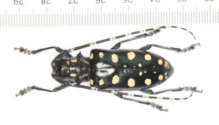 Cerambycidae Cerambycinae Anoplophora From Guangxi (5)