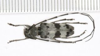 Cerambycidae Cerambycinae Anoplophora From Guangxi (3)