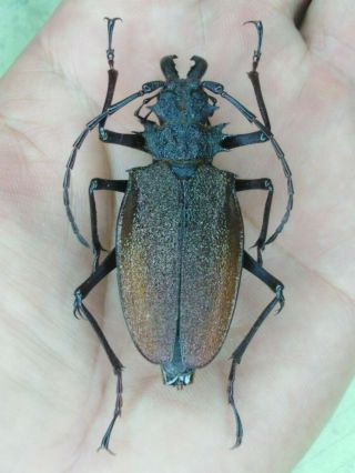 Coleoptera Psalidognathus Superbus 53mm Female Nº 139 From Peru