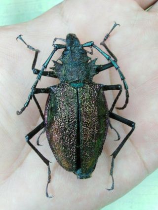 Coleoptera Psalidognathus Superbus 49mm Female Nº 137 From Peru