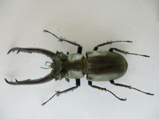 66819 Lucanidae: Lucanus Laminifer Vitalisi?.  Vietnam North.  77mm