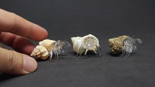 Clear Glass Hermit Crab In Real Shell Art Glass Animal Figurine Marine Lifes