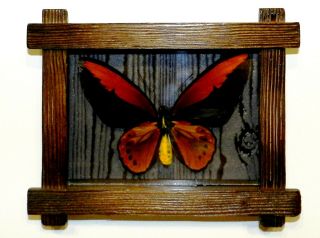 Ornithoptera Croesus Lydius Male In The Frame Of Expensive Wood