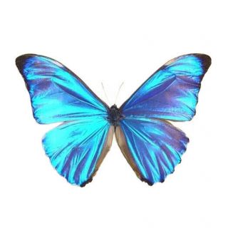 One Real Butterfly Blue Morpho Aurora Peru Unmounted Wings Closed
