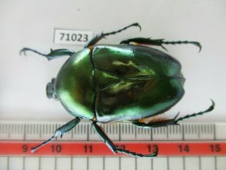 71023 Cetoniidae: Jumnos Sp.  Vietnam North
