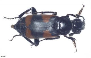 Coleoptera Silphidae Nicrophorus Przewalskii China N.  Sichuan 24mm.