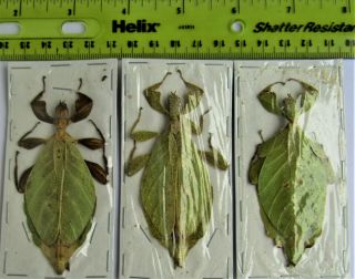 One Leaf Mimic Phyllium Hausleithneri Female About Stick Bug Fast From Usa