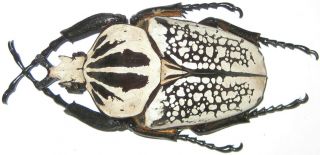 Cetoniinae Goliathus Orientalis Pustulatus Male A1 85mm (r.  D.  Congo)