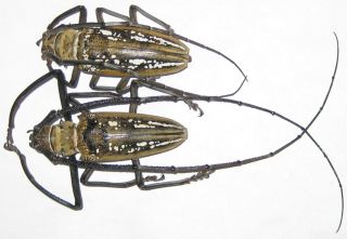 Cerambycidae Batocera Wallacei Wallacei Pair A1 Male 70mm (west Papua)