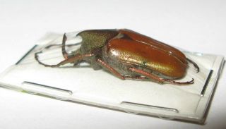 Theodosia Maindoroni Male (cetoniinae)