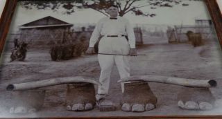 Elephant Tusks and Feet - Vintage Circa 1925 Framed Photo - Africa? 2