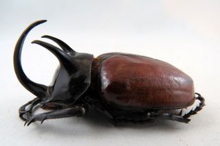 Eupatorus Sukkiti Rhino Beetle Taxidermy Real Unmounted Insect