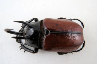 Eupatorus sukkiti Rhino beetle Taxidermy REAL Unmounted Insect 2