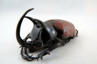 Eupatorus sukkiti Rhino beetle Taxidermy REAL Unmounted Insect 3