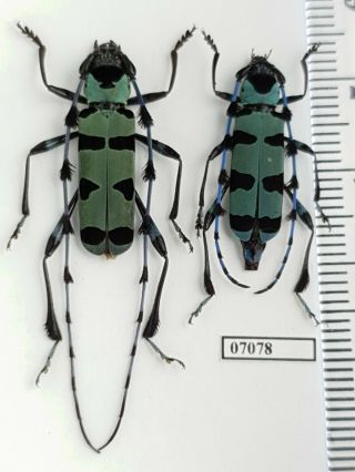 Cerambycidae Rosalia Lameerei Laos Pair