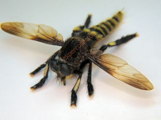 Diptera - Mallophora Sp Male Brazil 611
