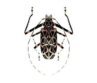 One Real Acrocinus Longimanus Harlequin Beetle Female Unmounted Packaged