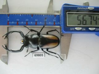 69801 Lucanidae: Rhaetulus Crenatus.  Vietnam North.  56mm