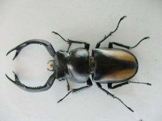 69801 Lucanidae: Rhaetulus crenatus.  Vietnam North.  56mm 2