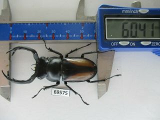 69575 Lucanidae: Rhaetulus Crenatus.  Vietnam.  60mm