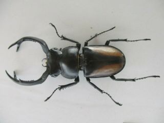 69575 Lucanidae: Rhaetulus crenatus.  Vietnam.  60mm 2