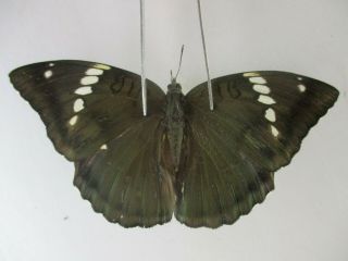 N14265.  Unmounted Butterfly: Euthalia Pratti Occidentalis?.  North Vietnam