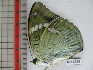 N14265.  Unmounted butterfly: Euthalia pratti occidentalis?.  North Vietnam 2