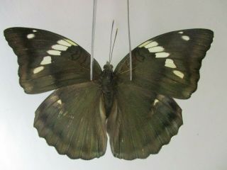 N14307.  Unmounted Butterfly: Euthalia Pratti Occidentalis?.  North Vietnam