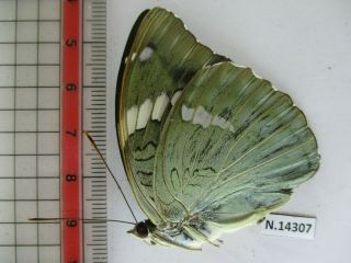 N14307.  Unmounted butterfly: Euthalia pratti occidentalis?.  North Vietnam 2