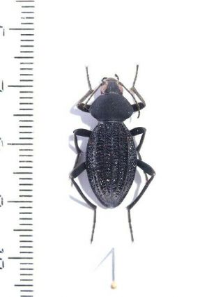 Tenebrionidae Sp.  9,  South African Republic.  22 Mm.  Very Rare