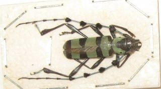 Rosalia Lameeri (cerambycidae)