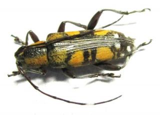 007 Mi : Cerambycidae: Mimoplocia Species? Female 14.  5mm