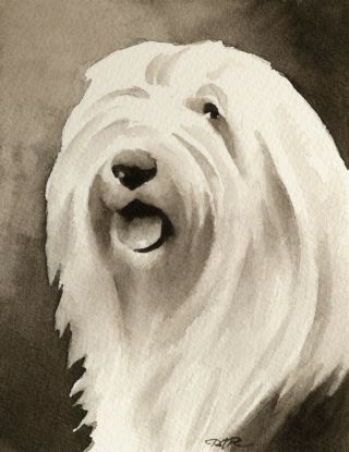 Old English Sheepdog Note Cards By Watercolor Artist Dj Rogers