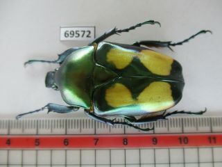 69572 Cetoniidae: Jumnos Ruckeri.  Vietnam