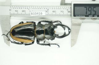 B33416 – Odontolabis Cuvera Fallaciosa Ps.  Beetles,  Insects Yen Bai Vietnam 79mm