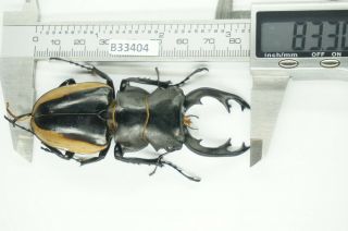 B33404 – Odontolabis Cuvera Fallaciosa Ps.  Beetles,  Insects Yen Bai Vietnam 83mm