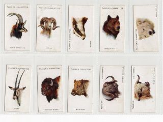 Complete Set Of 50 Vintage Wildlife Cards From 1931 Bison Grizzly Bear Deer,