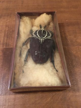Vintage Real Gigantic Beetle/ Bug/ Insect Of Some Sort 2 In X 4 In