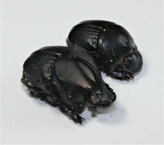 Scarabaeidae,  Phanaeus Prasinus Sp.